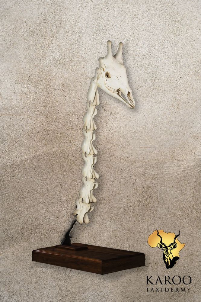 Giraffe Skull and Cervical Vertebrae Skeletal Display