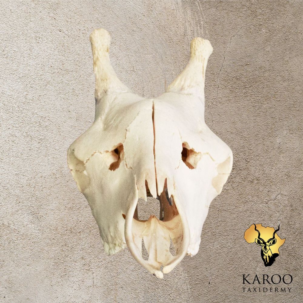 Giraffe Skull Bleach