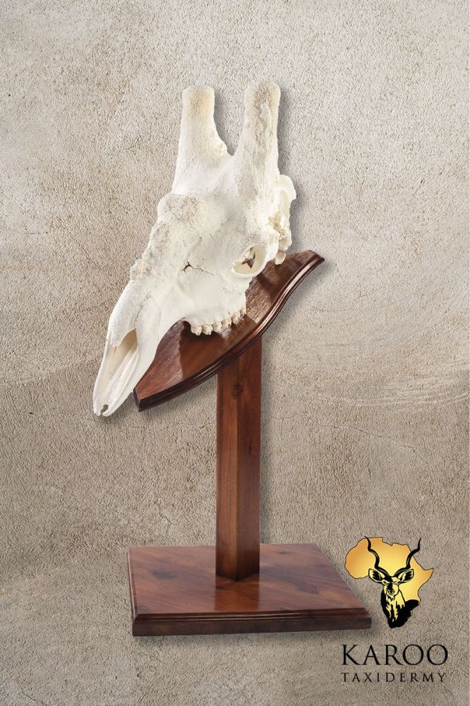 Giraffe Bleached Skull Table Mount