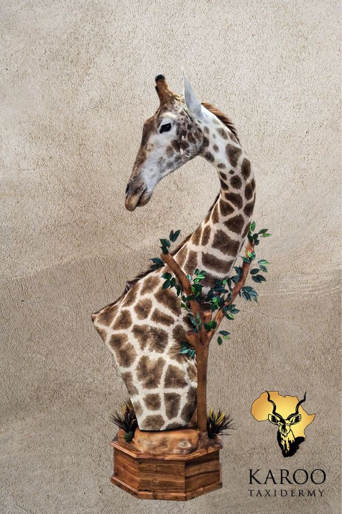 giraffe_floorpedestal_browsingpose_headleft_customhabitatbase.jpg
