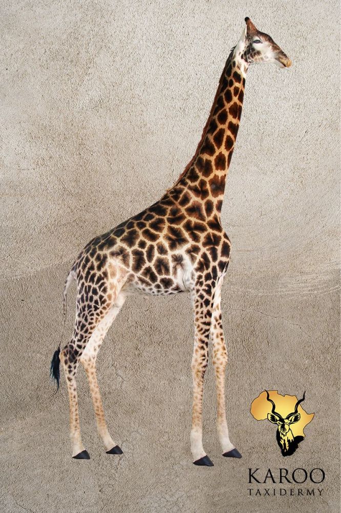 Giraffe Full Mount &ndash; Standing, Looking Straight