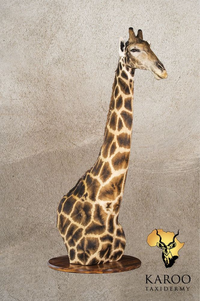 Giraffe Head and Neck Floor Pedestal &ndash; Looking &frac14; Left