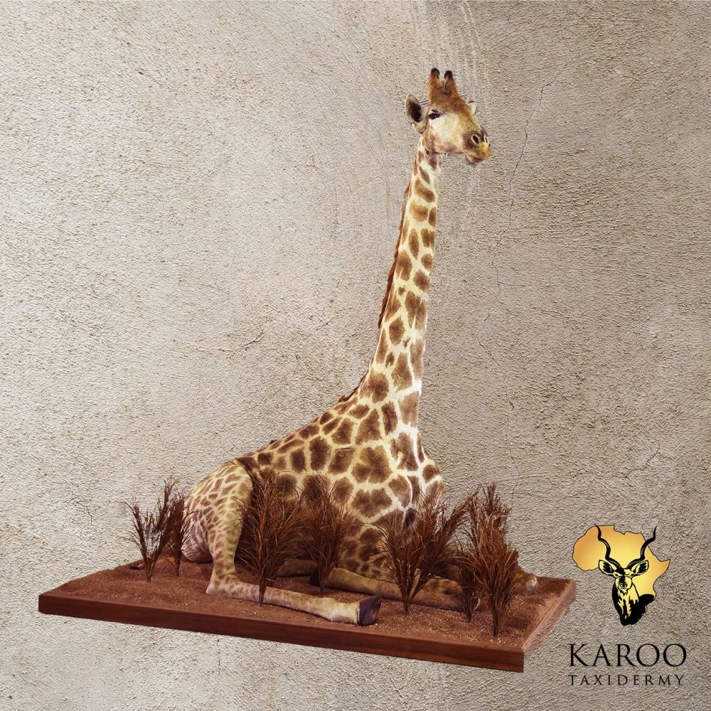 Giraffe Full Mount &ndash; Resting, Looking ⅛ Left