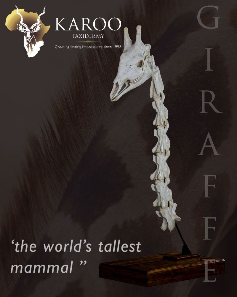 Giraffe Skeleton Mount
