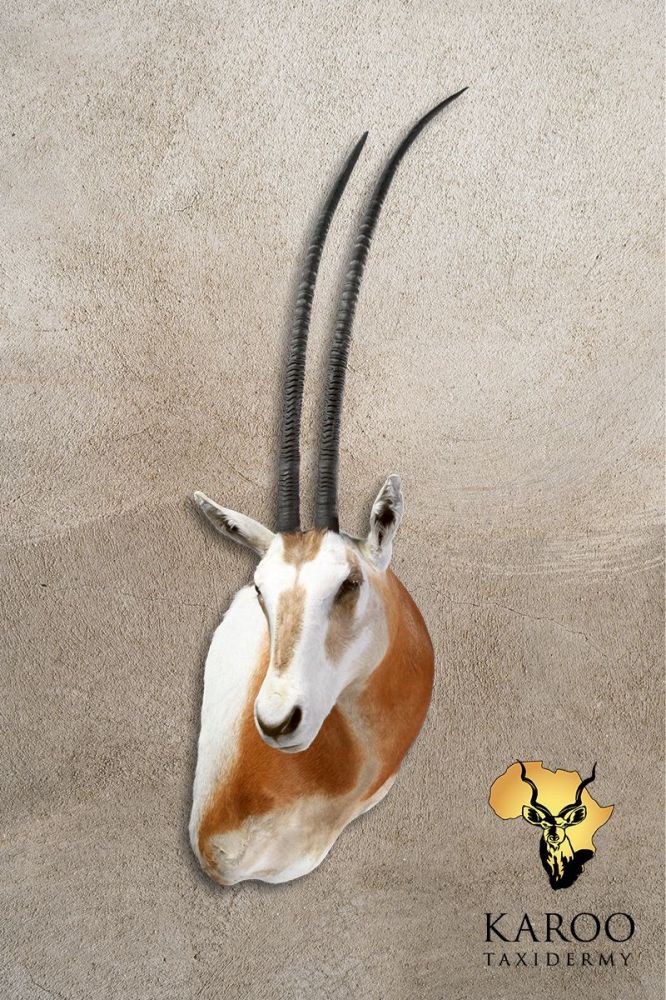 Golden Oryx Shoulder Mount Quarter Right
