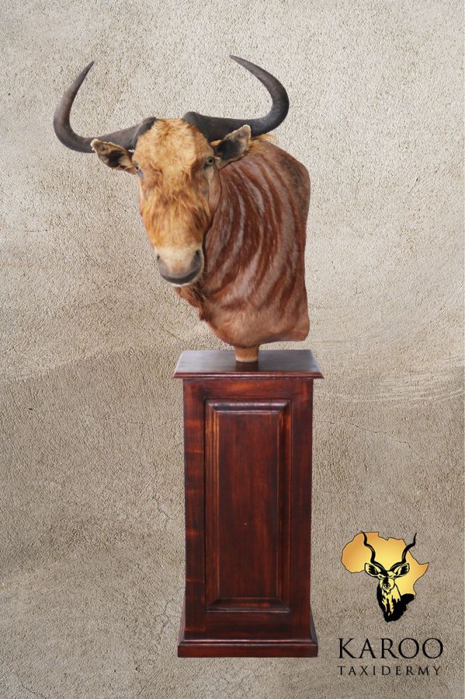 Golden Wildebeest Pedestal Mount – Looking ⅛ Left
