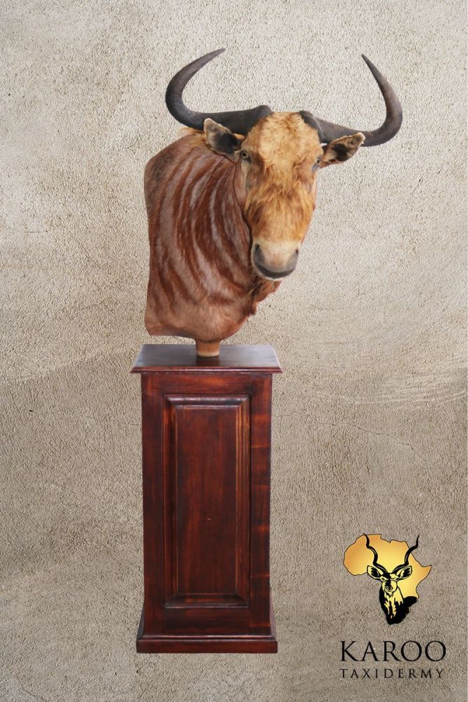 Golden Wildebeest Pedestal Mount &ndash; Looking ⅛ Right
