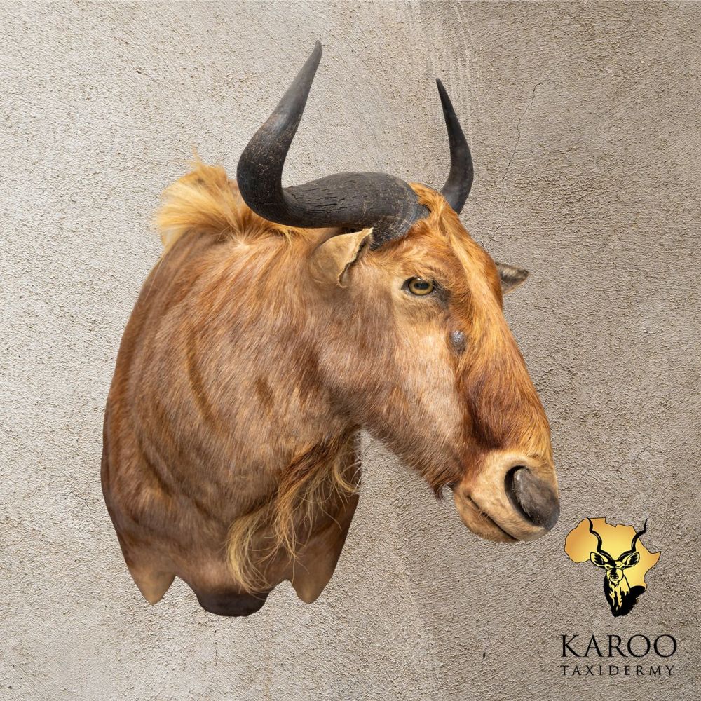 Golden Wildebeest Shoulder Mount &ndash; Looking &frac14; Left
