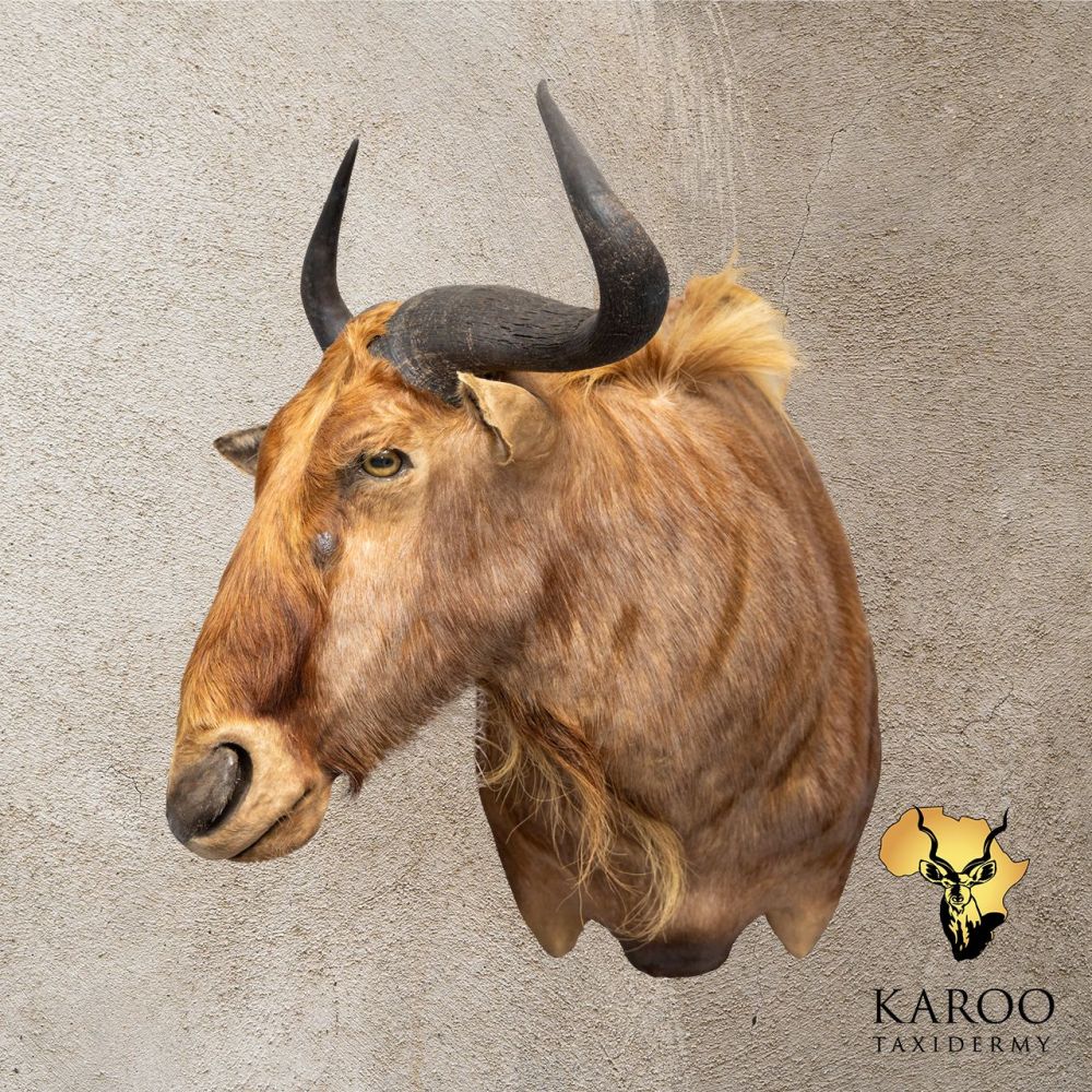 Golden Wildebeest Shoulder Mount &ndash; Looking &frac14; Right