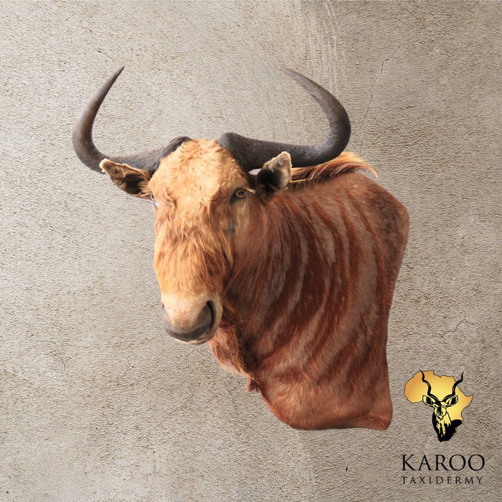 Golden Wildebeest Wall Pedestal &ndash; Right Turn, Looking ⅛ Left