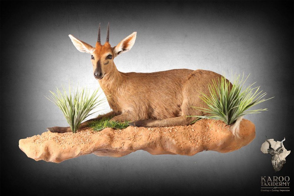 grey_duiker_mount.jpg