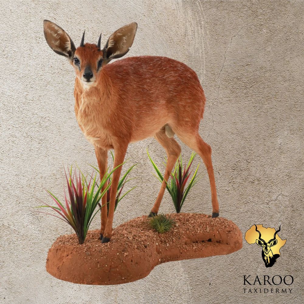 Grysbok Full Looking 45&deg; Left on a Custom Habitat Floor base