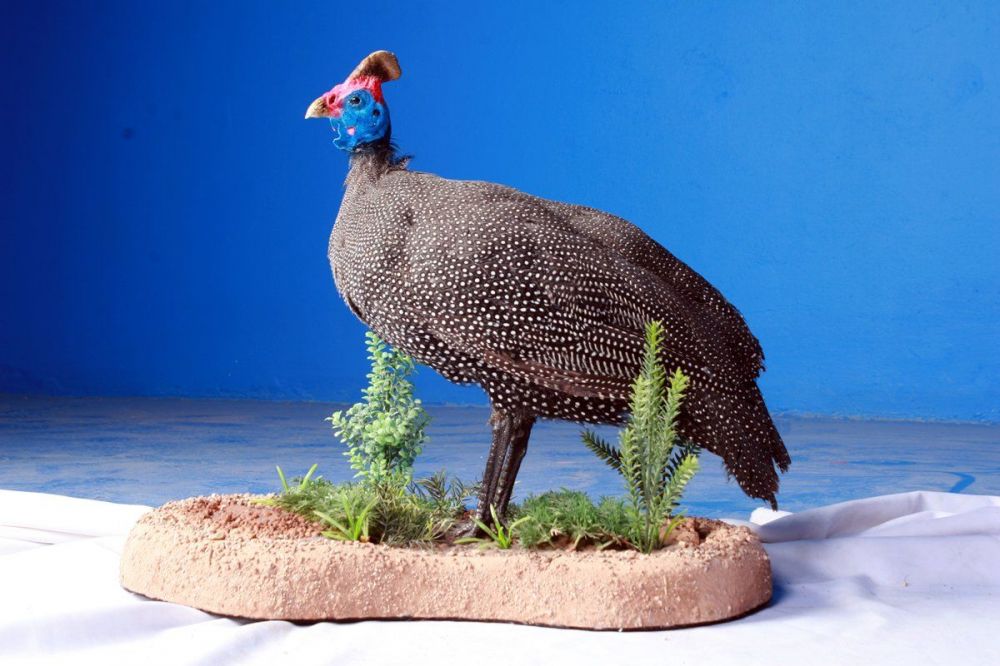 guinea_fowl_mount.jpg