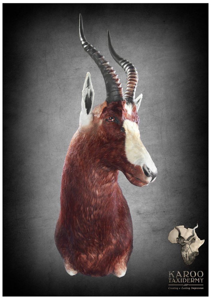 Blesbuck Half Shouder Mount