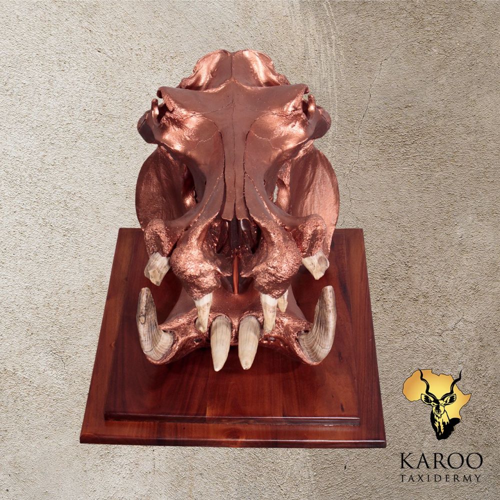 Rose Gold-Finished Hippopotamus Skull Bleach Table Display