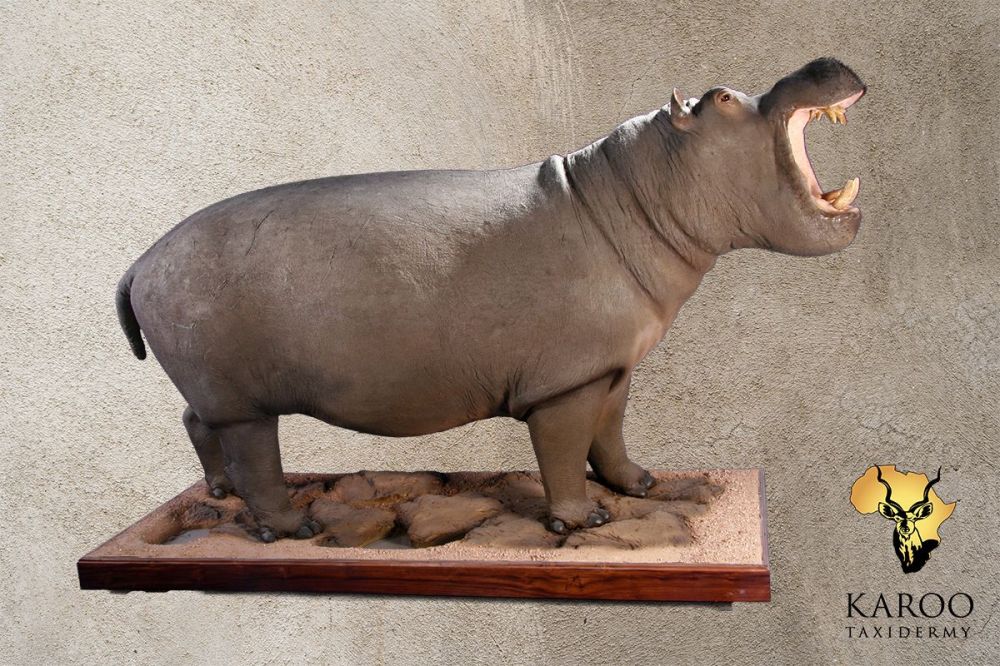 Hippopotamus Full Mount &ndash; Open Mouth, 0&deg; Straight