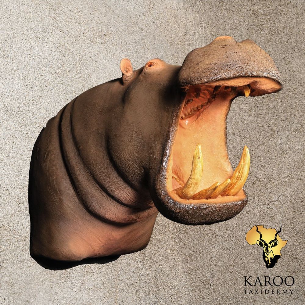 Hippopotamus Shoulder Mount &ndash; Open Mouth, Looking Straight
