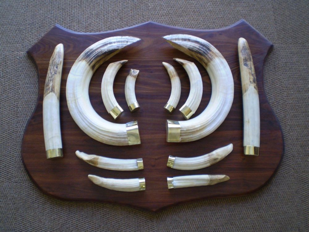 hippo_tusk_mount.jpg