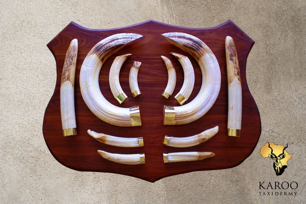 Hippopotamus Tusk-and-Tooth Shield Display