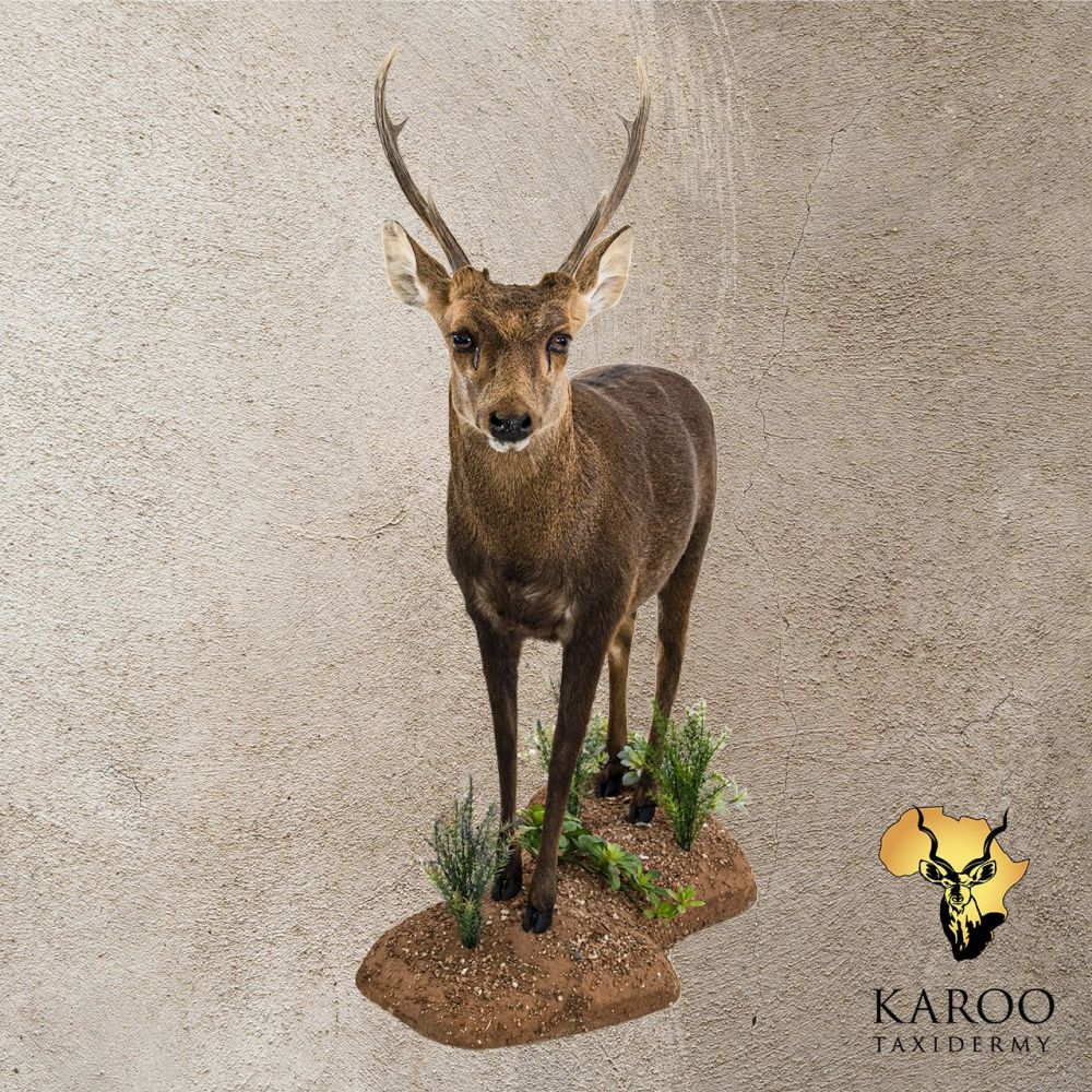 Hog Deer Full Mount &ndash; Standing, 45&deg; Left on a Cutom Habitat Floor Base