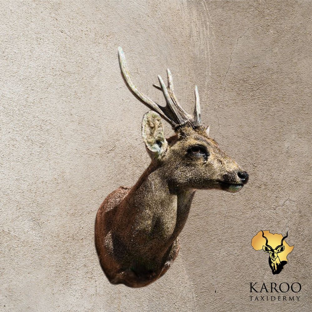 Hog Deer Shoulder Mount &ndash; Looking &frac14; Left