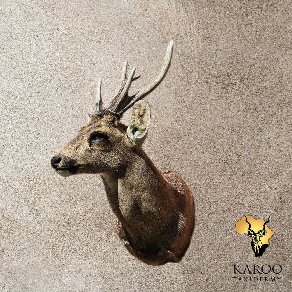 Hog Deer Shoulder Mount – Looking ¼ RIght