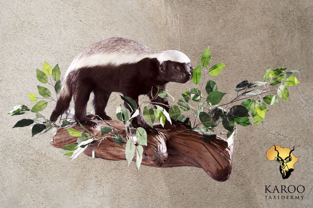 Honey Badger Wall-Mounted Full Mount &ndash; Walking on Branch