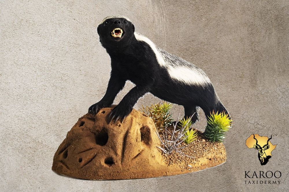 Honey Badger Full Mount &ndash; Open-Mouth Defensive Pose