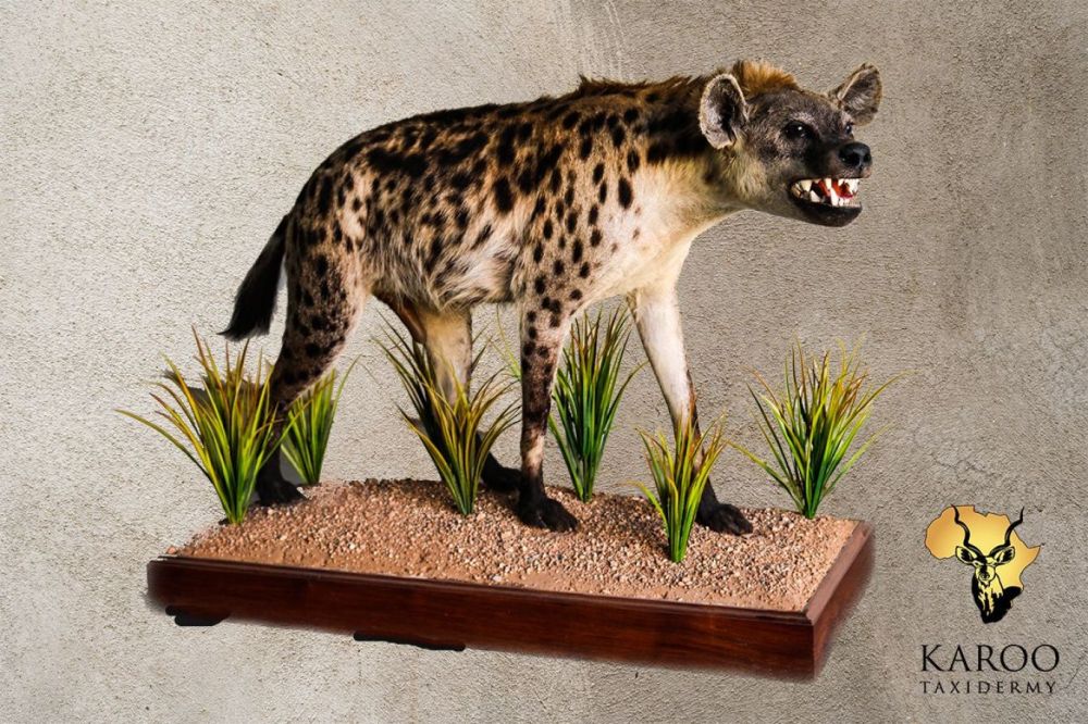 Spotted Hyena Full Mount Looking Straight Mouth Open on a Custom Habitat Floor Base
