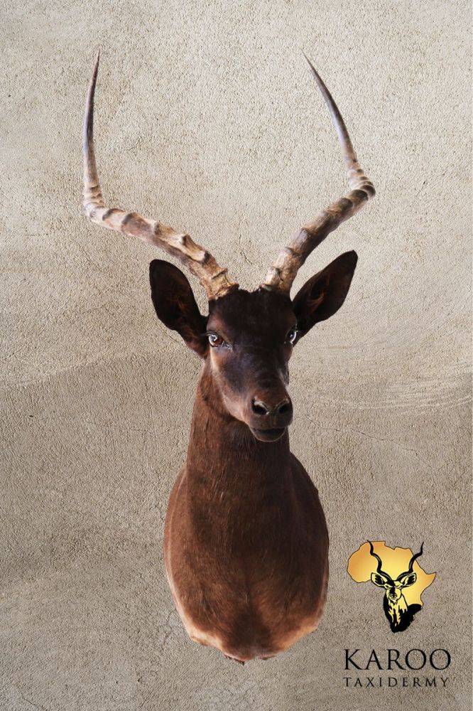 Black Impala Shoulder Mount &ndash; Looking ⅛ Left