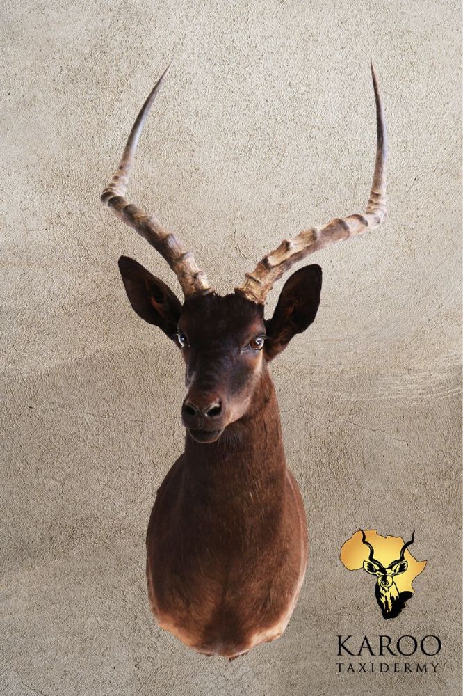 Black Impala Shoulder Mount &ndash; Looking ⅛ Right