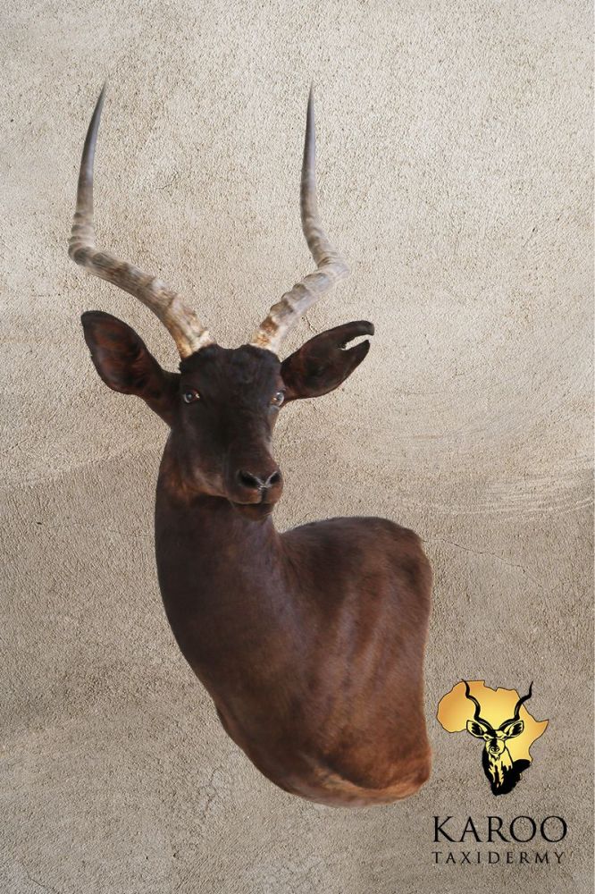 Black Impala Wall Pedestal &ndash; Left Turn, Looking ⅛ Left