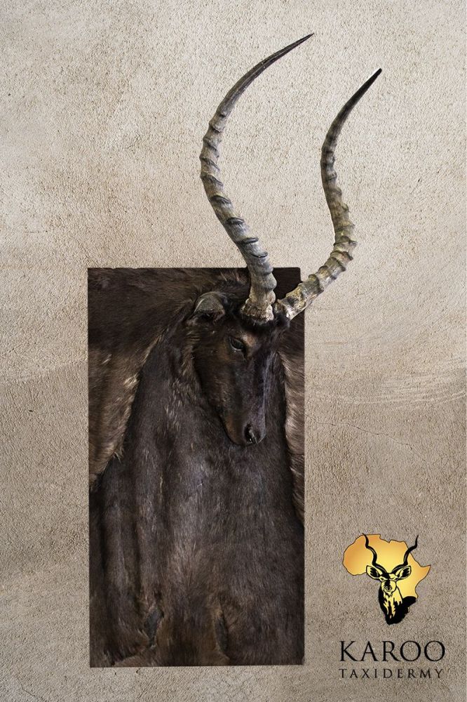 Black Impala wall portrait