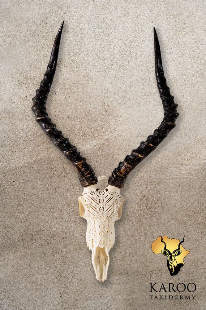 Impala Carved Skull Bleach