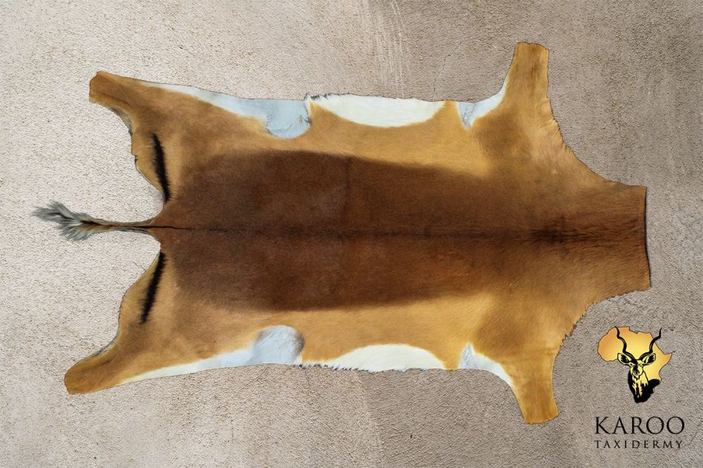 Common Impala Flat Skin