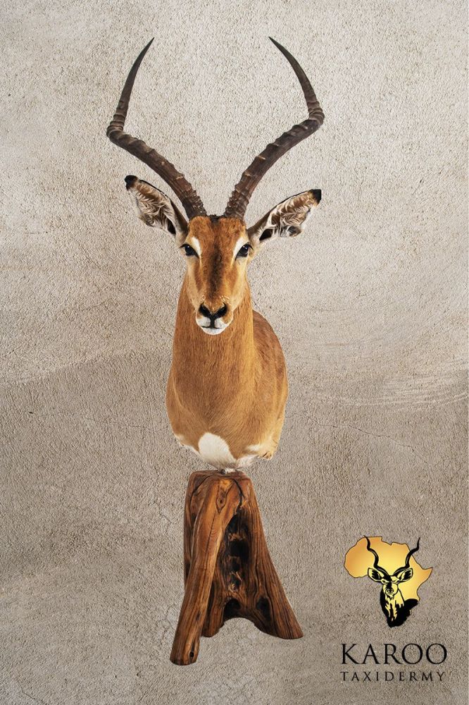 Common Impala Pedestal Mount Straight