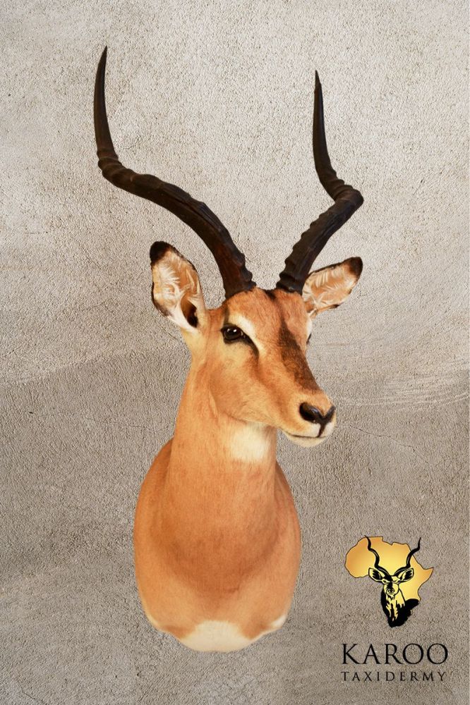 Common Impala Shoulder Mount &ndash; Looking ⅛ Left