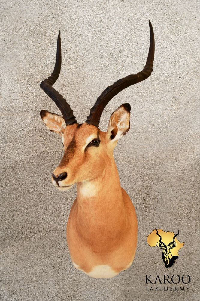 Common Impala Shoulder Mount &ndash; Looking ⅛ Right