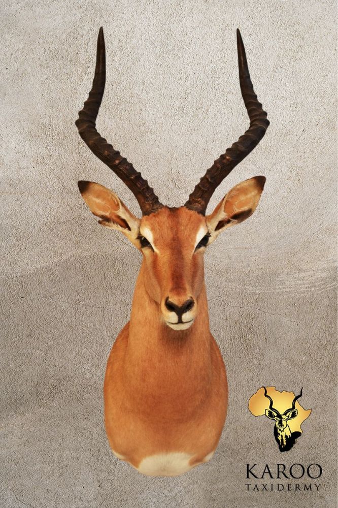 Common Impala Shoulder Mount &ndash; Looking Straight