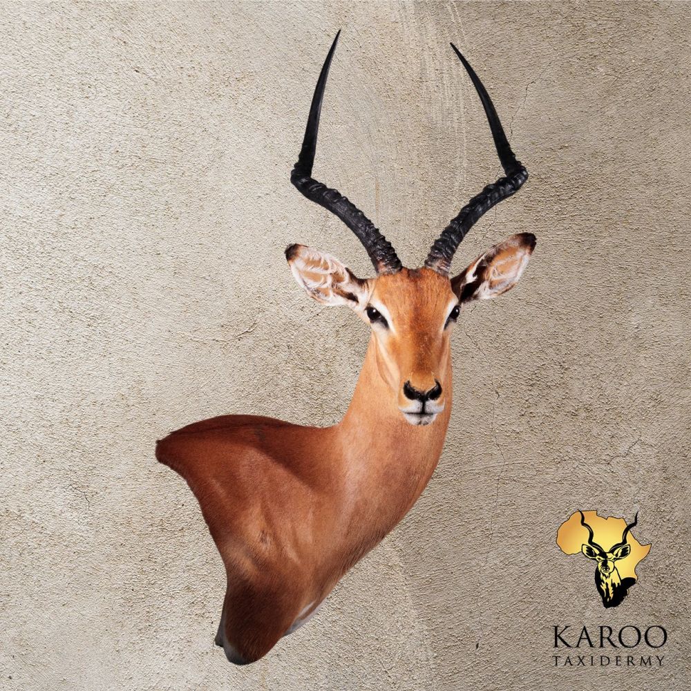 Common Impala Wall Pedestal Right Turn Looking Straight