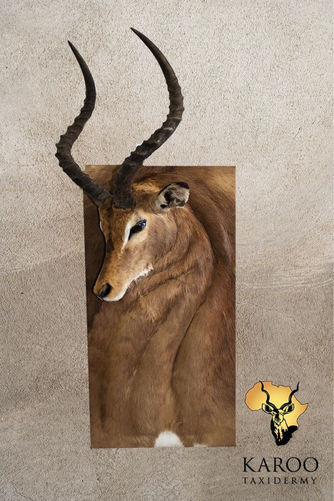 Common Impala Wall Portrait
