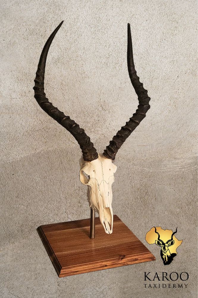 Impala skull table pedestal