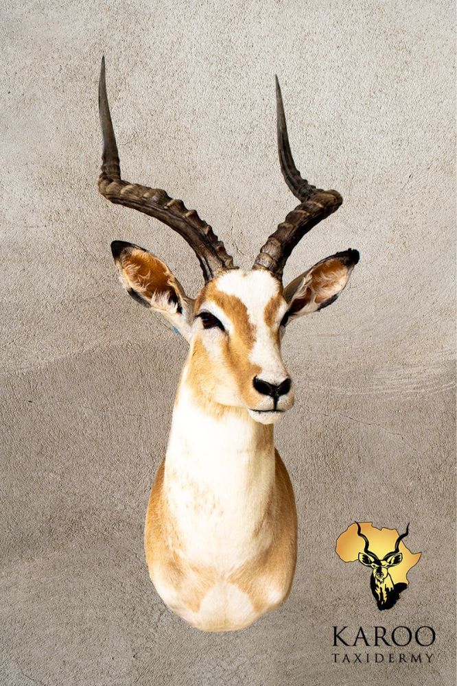 White Flanked Impala Shoulder Mount &ndash; Looking ⅛ Left