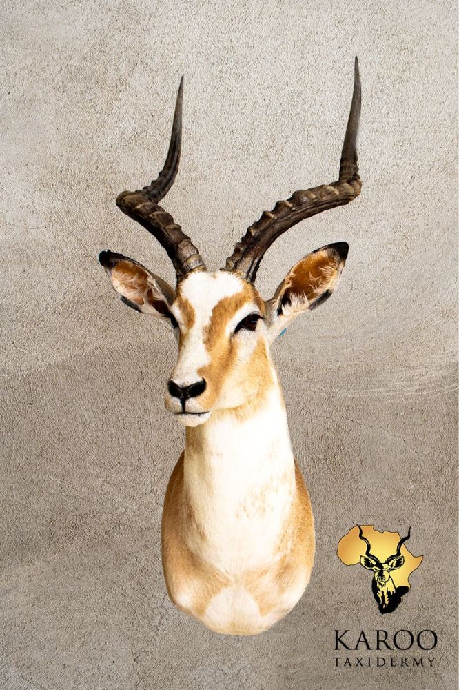 White Flanked Impala Shoulder Mount &ndash; Looking ⅛ Right