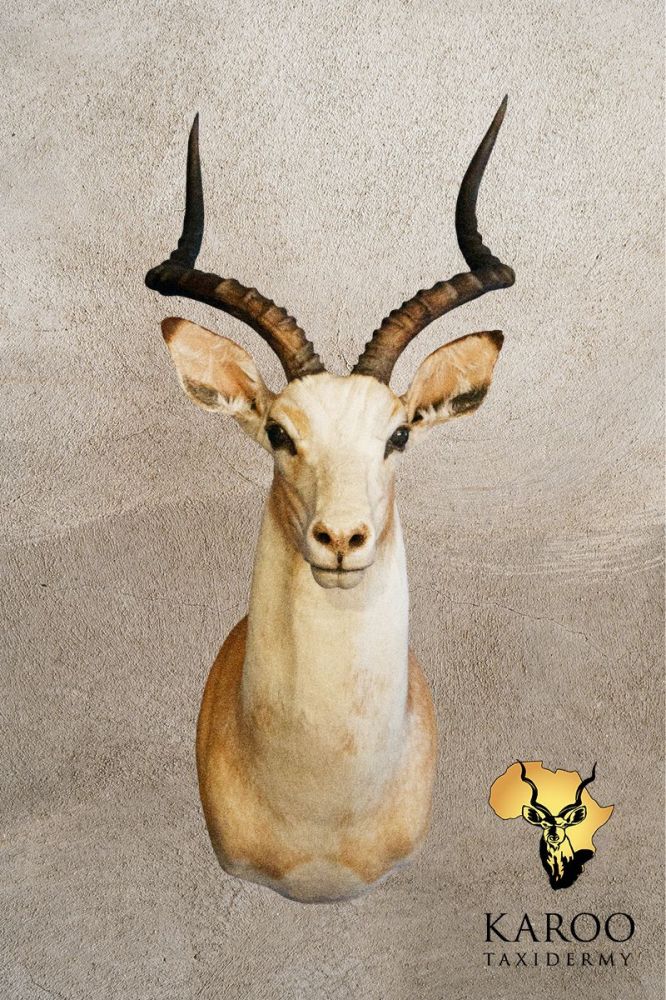 White Impala Shoulder Mount &ndash; Looking Straight