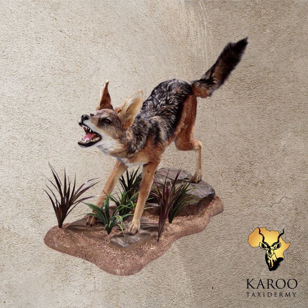 Black-backed Jackal Full Mount &ndash; Defensive Open-Mouth Pose