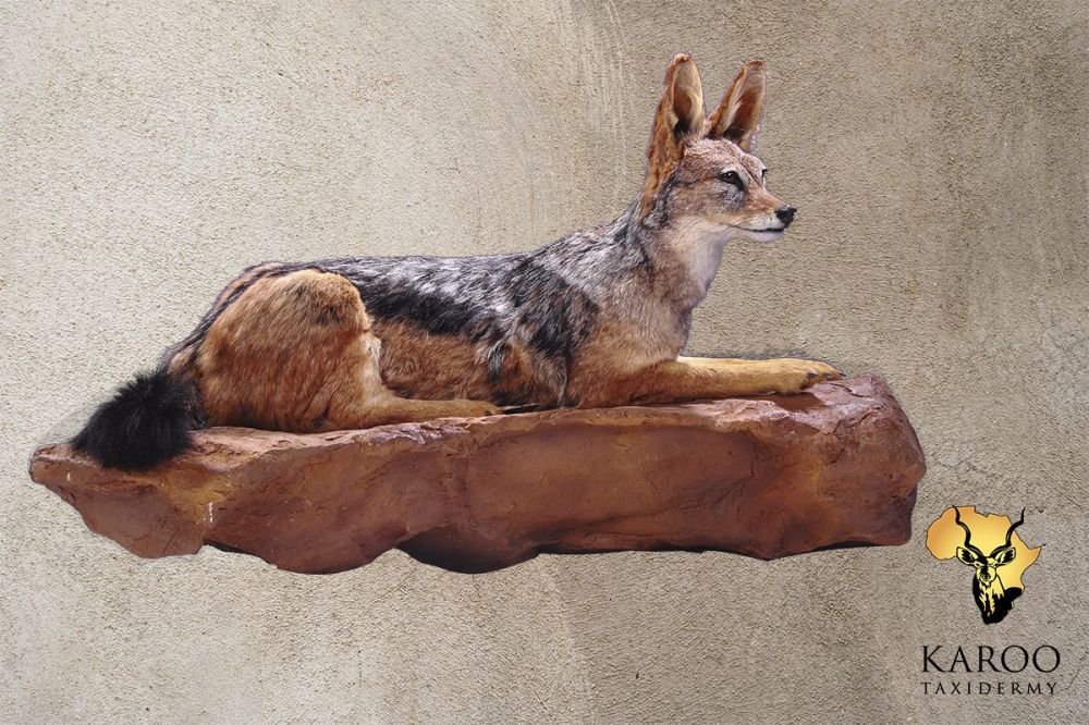 Black-backed Jackal Lying Wall Full Mount &ndash; Looking Slight Right