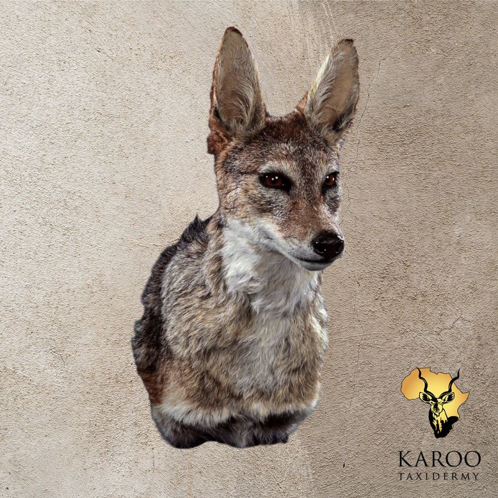 Black-backed Jackal Shoulder Mount Straight