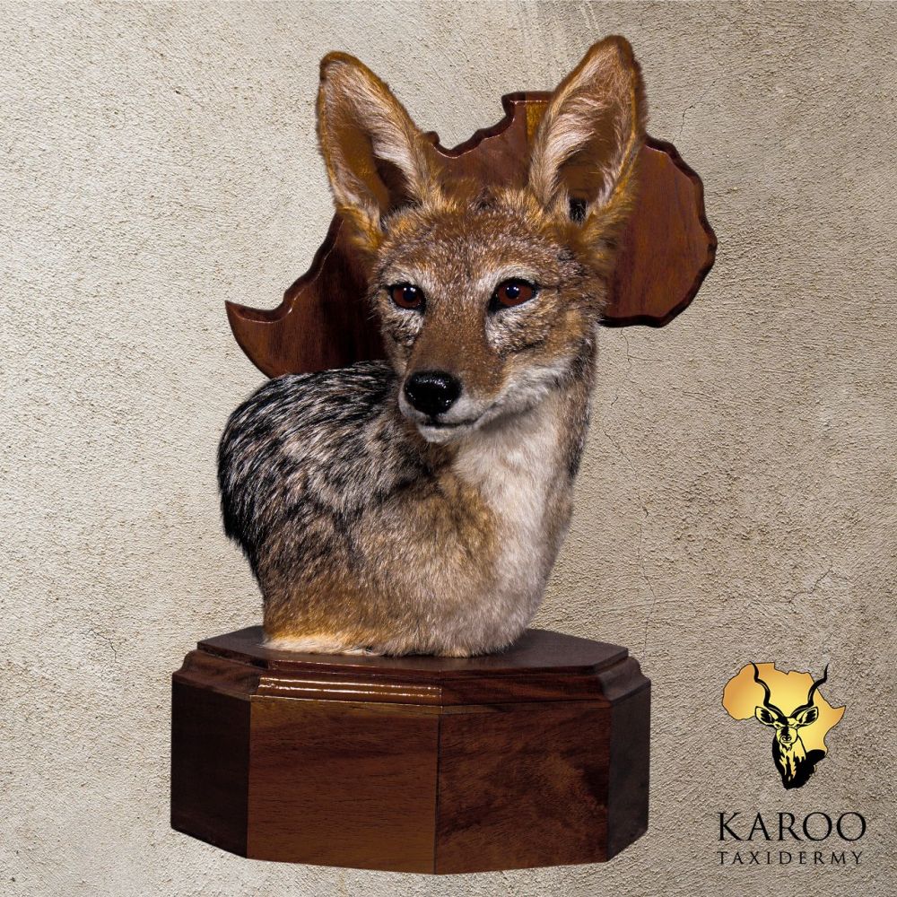 Black-backed Jackal Table Pedestal &ndash; Looking ⅛ Left