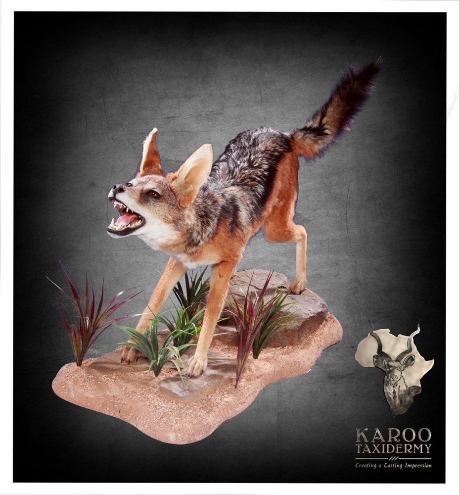 jackal_full_mount_diorama.jpg